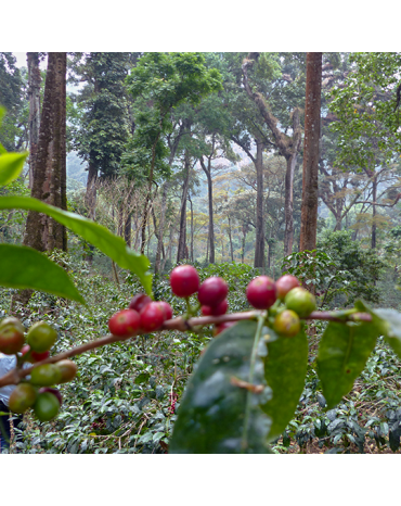 Cafés de Fôret / ETHIOPIE - NEKEMTE | KELEM WALLAGGA - GIDAAMII | FFL, BIO