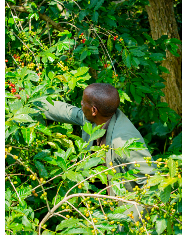Micro-Lot / Tom BAGAZA - RWANDA | NYARUBUYE | MUSASA | PROVINCE DU NORD