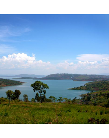 RD du Congo - " BONOBO - Bord Lac" | Parc national des Virunga | KIVU NORD