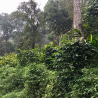 INDE - Malabar Moussonné | Karnataka | AA