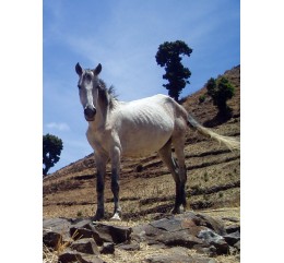 Ethiopie Moka Harrar "Wild Horse" Kundudo