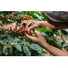 Colombie -  LA SUCAFINA -  EXCELSO EP| EJE CAFETERO | CAUCA, ANTIOQUIA & TOLIMA - BIO